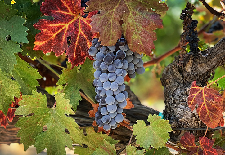 Écluse Vineyard Tractor